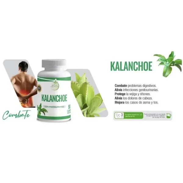 Morlan Kalanchoe – Suplemento Alimenticio Natural