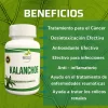 Morlan Kalanchoe – Suplemento Alimenticio Natural