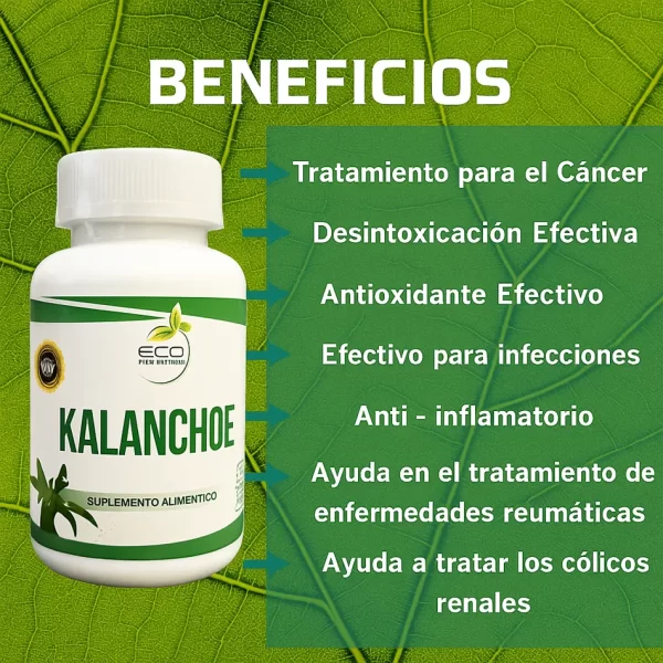 Morlan Kalanchoe – Suplemento Alimenticio Natural